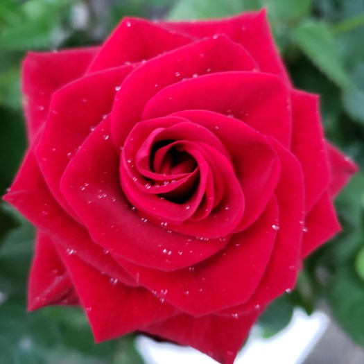 Sequoya Ashanti Photo